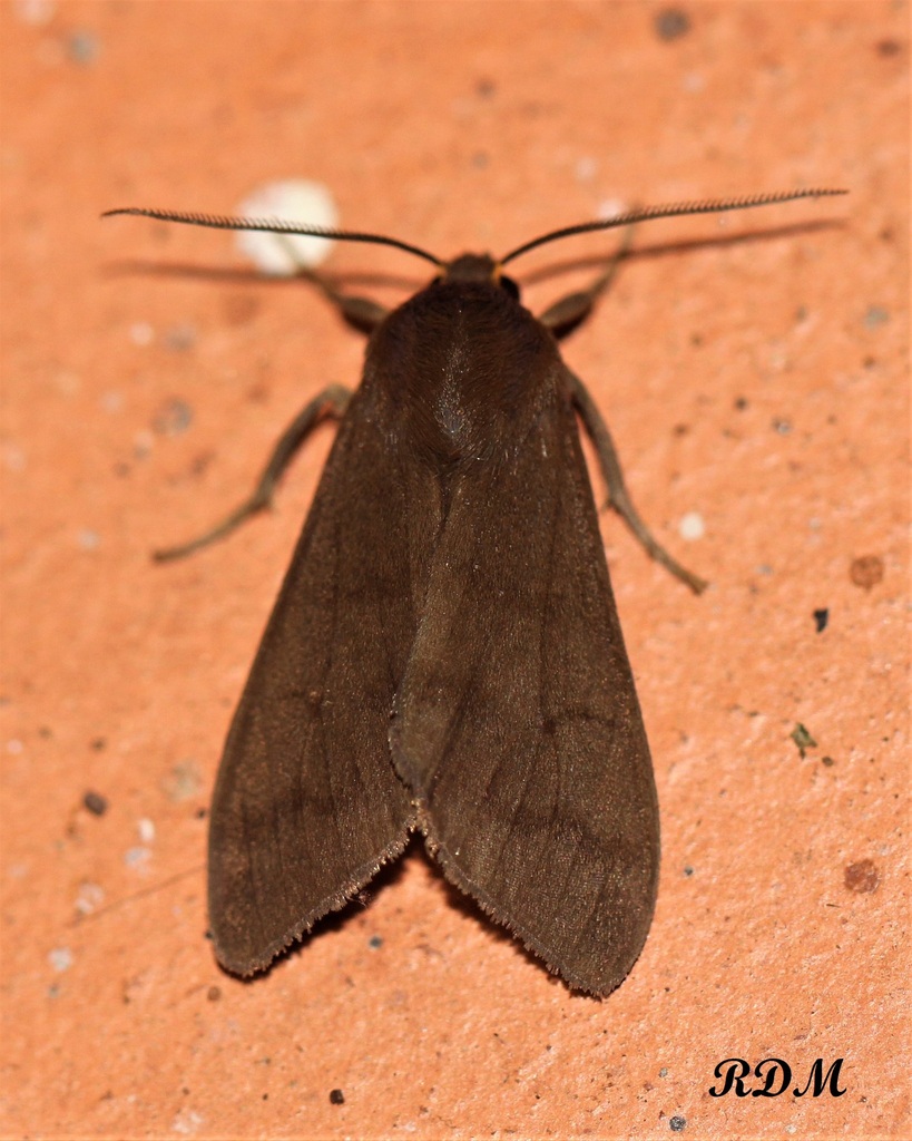 Baritius nigridorsipeltatus
