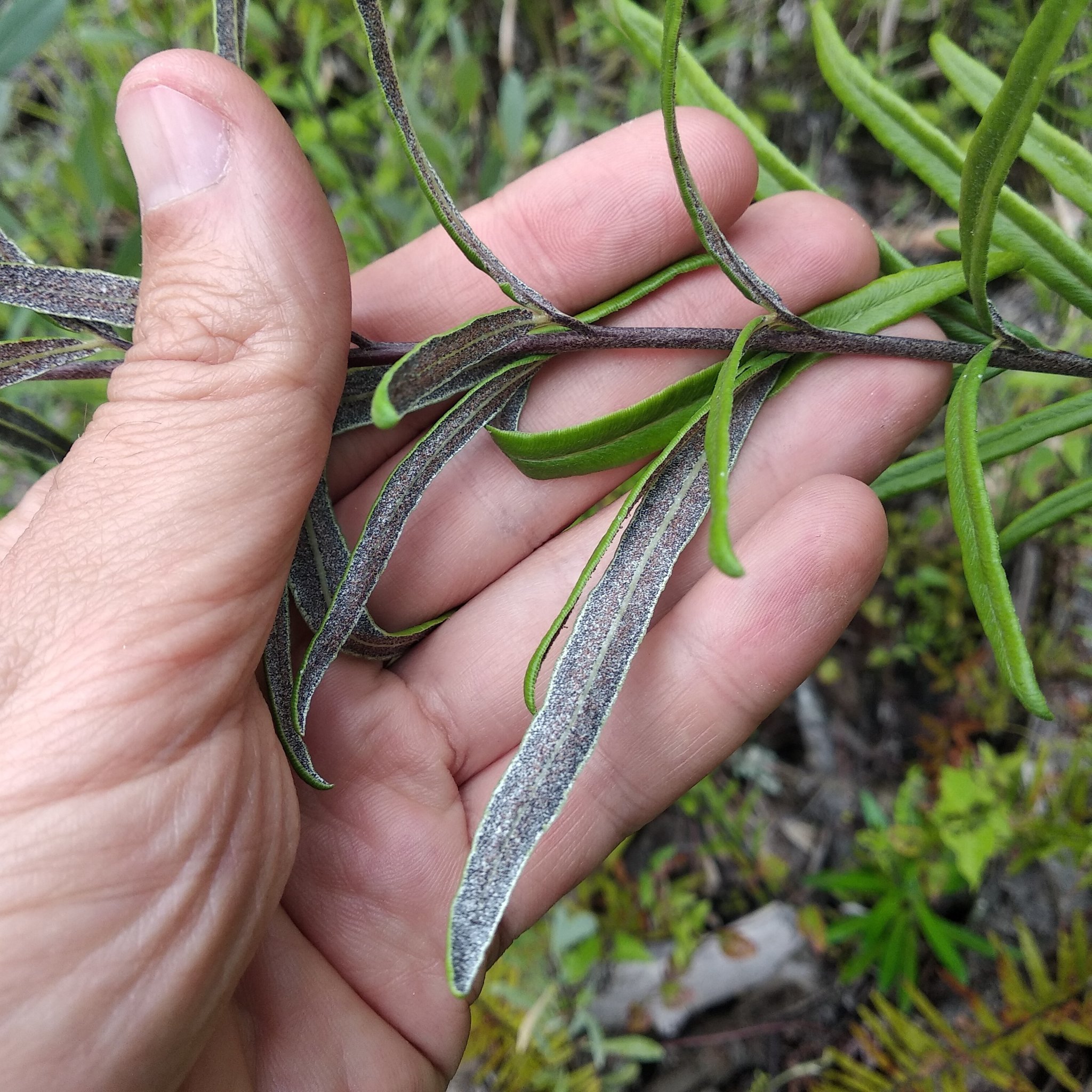 Pityrogramma image
