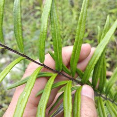 Pityrogramma trifoliata