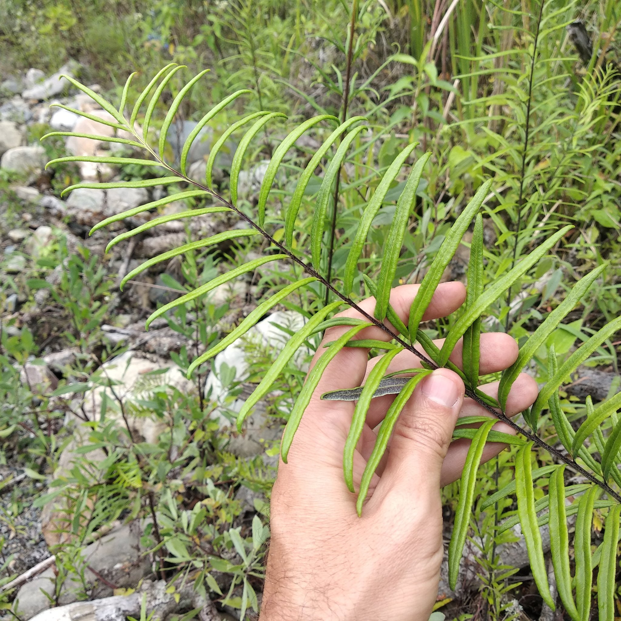 Pityrogramma trifoliata image