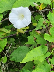 Calystegia silvatica ssp. disjuncta