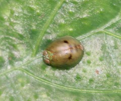 Hemisphaerius