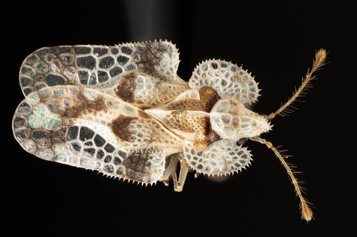 oak lace bug