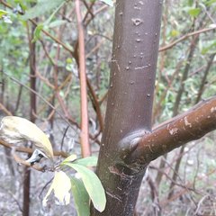 Tessaria integrifolia