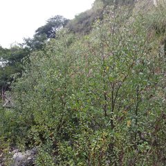 Tessaria integrifolia