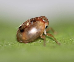 Hemisphaerius