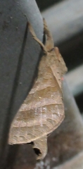 Hepialoidea