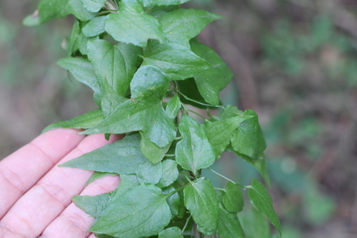 Dioscorea sinuata (Dioscorea sinuata)