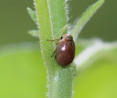 Hemisphaerius
