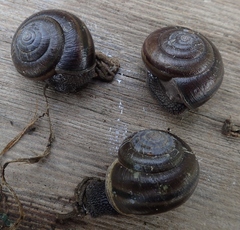 Helminthoglypta sequoicola consors