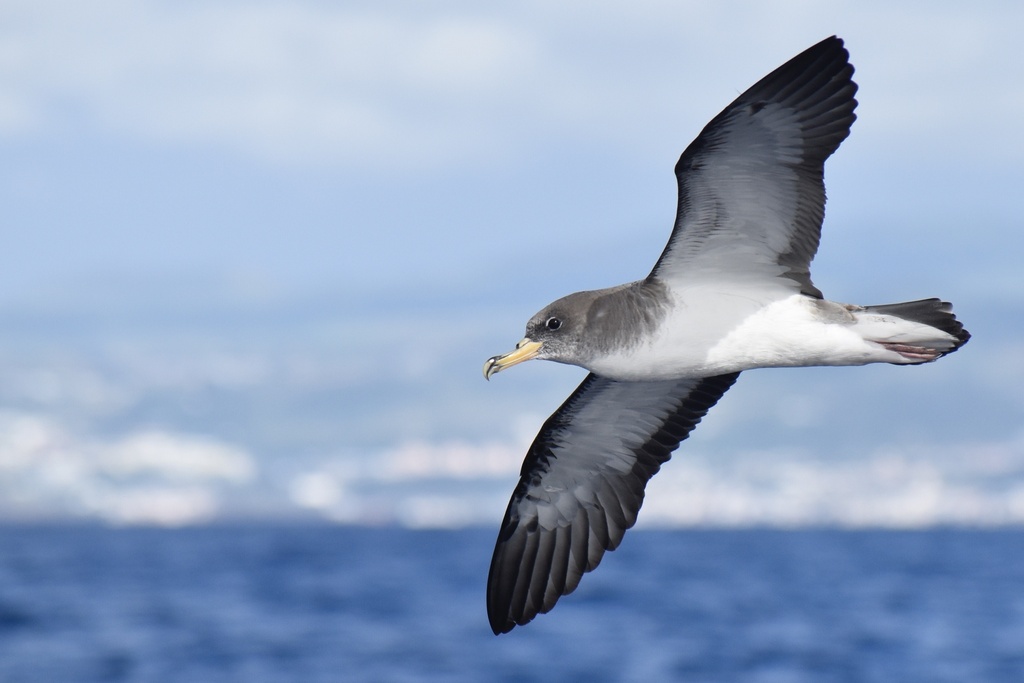 Cory's Shearwater photo