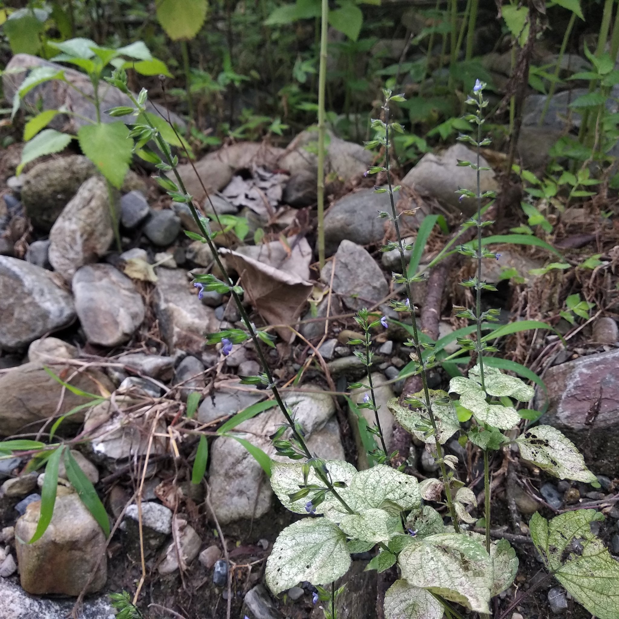 Salvia image