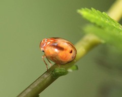 Hemisphaerius