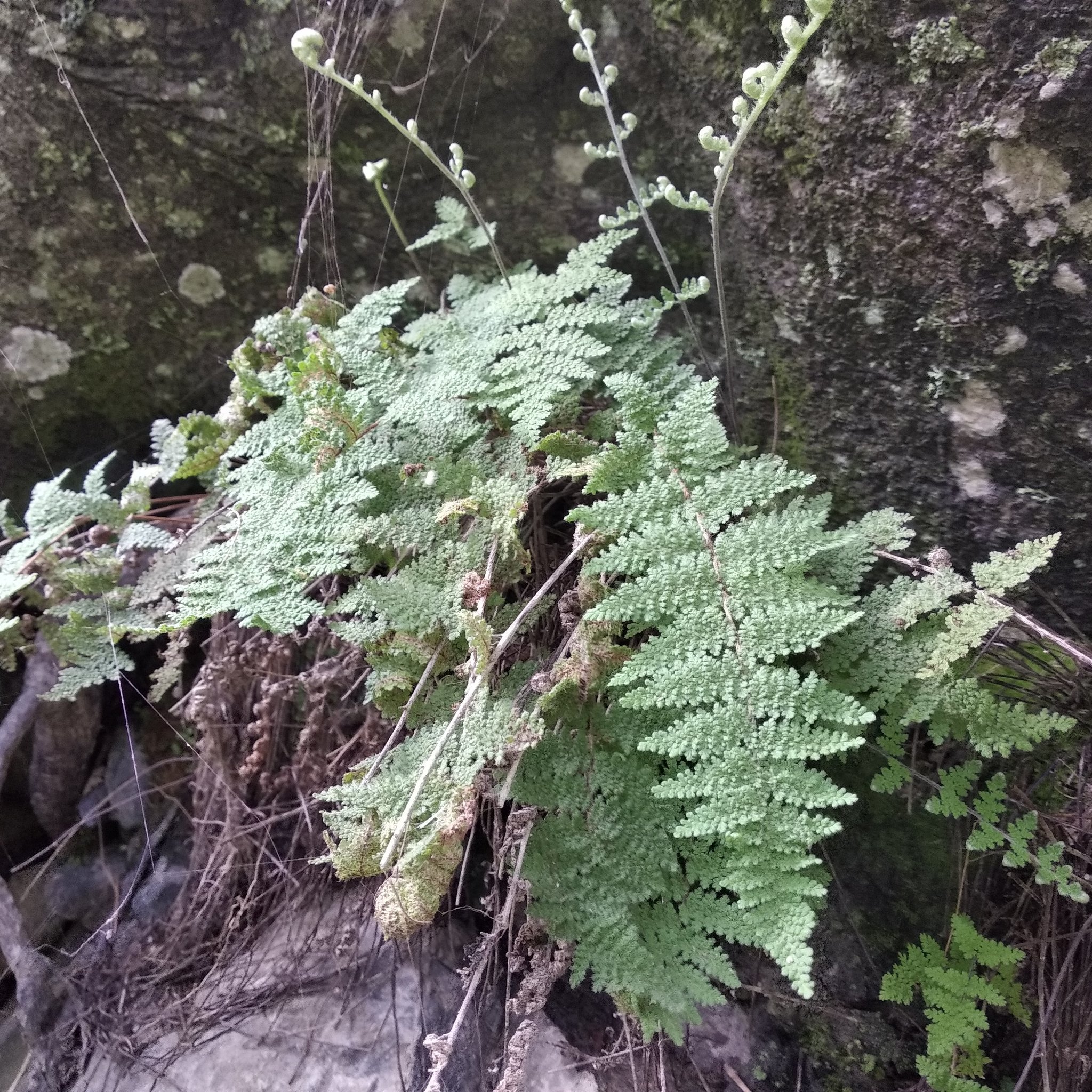 Myriopteris myriophylla image