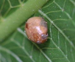Hemisphaerius