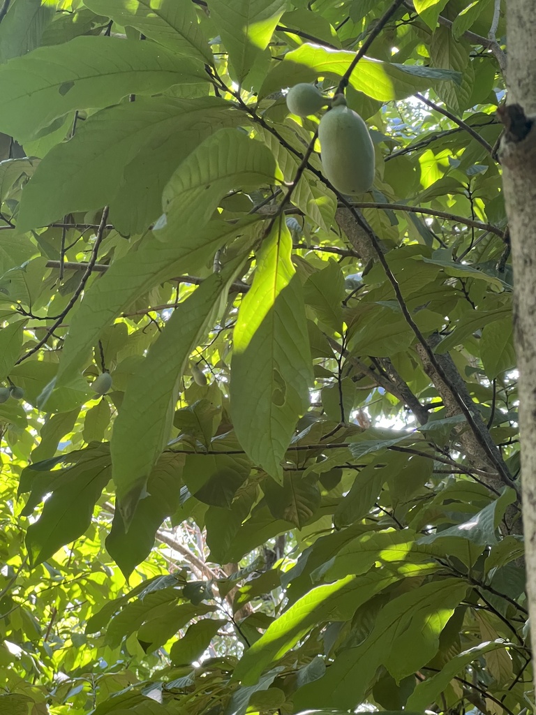 common pawpaw from Monocacy National Battlefield, Frederick, MD, US on ...