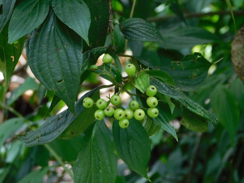Cornus excelsa (Cornus excelsa)