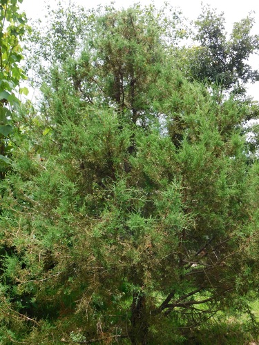 Gambo juniper (Juniperus gamboana)