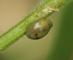 Hemisphaerius
