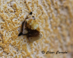 Megalopyge bissesa