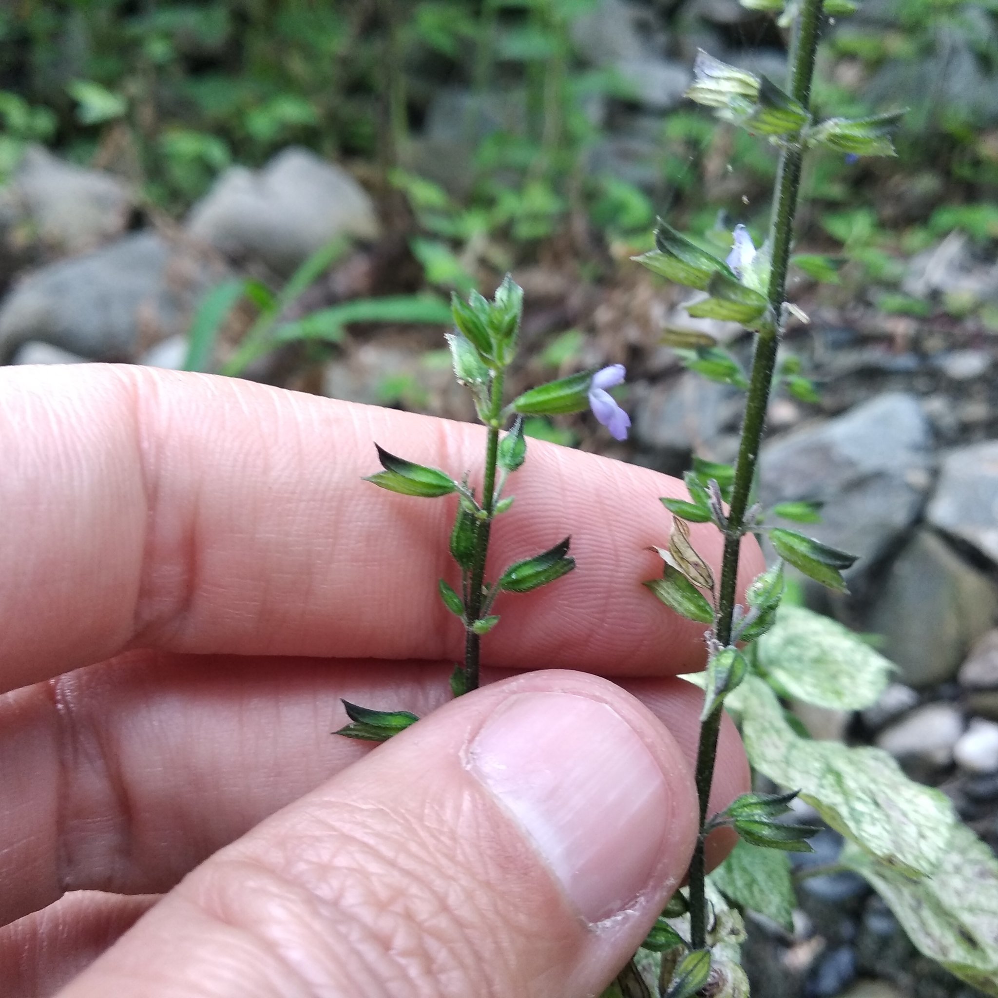 Salvia image