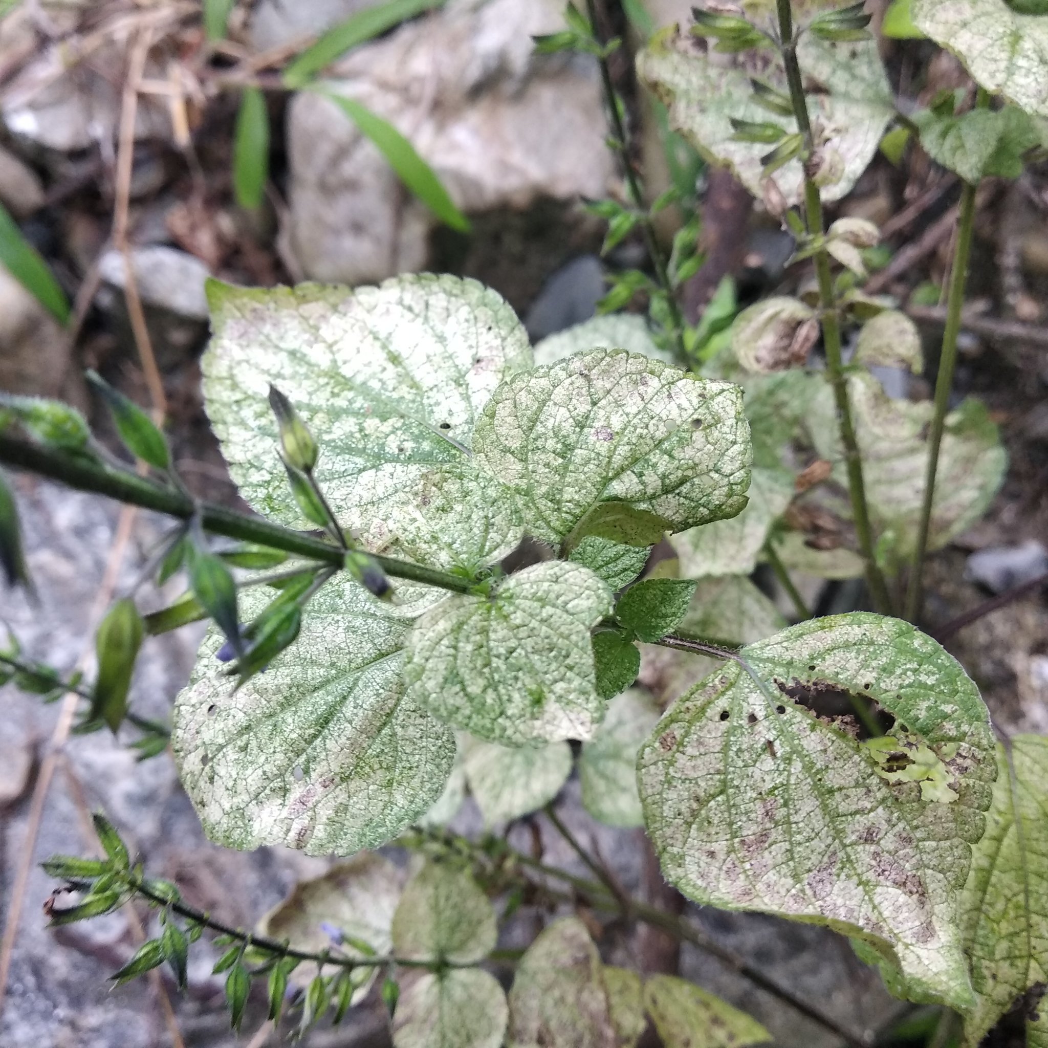 Salvia tiliifolia image