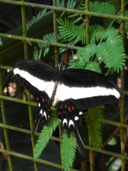 Heraclides hectorides