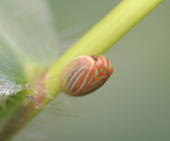 Hemisphaerius