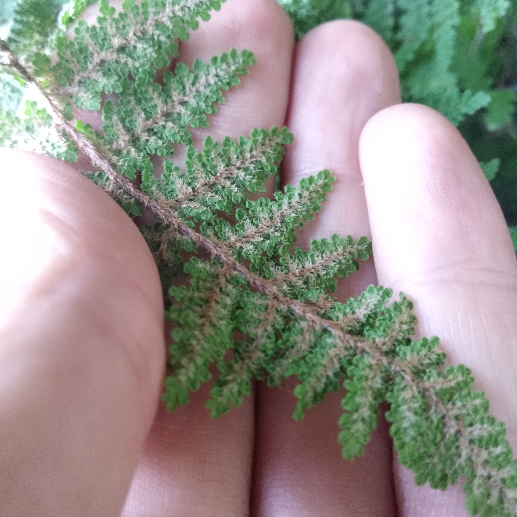 Myriopteris myriophylla image