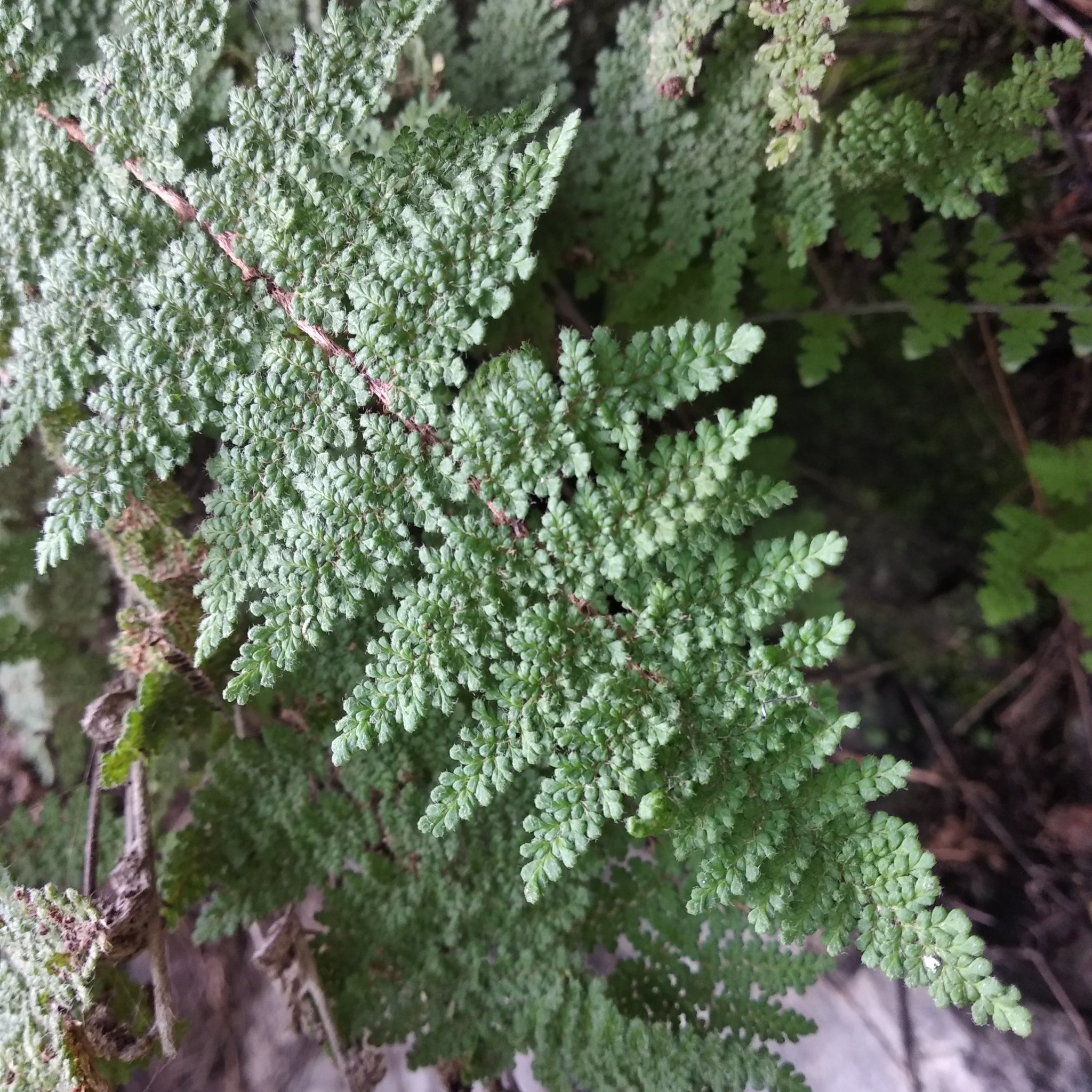 Myriopteris myriophylla image