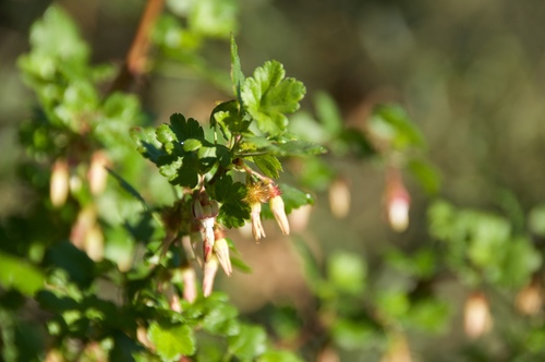 iNaturalist observation photo of currants and gooseberries
