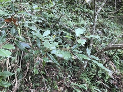 Pittosporum illicioides