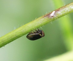 Hemisphaerius