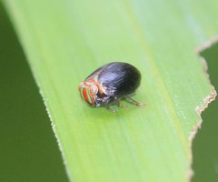Hemisphaerius