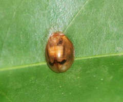 Hemisphaerius