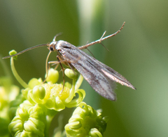 Schreckensteinia festaliella