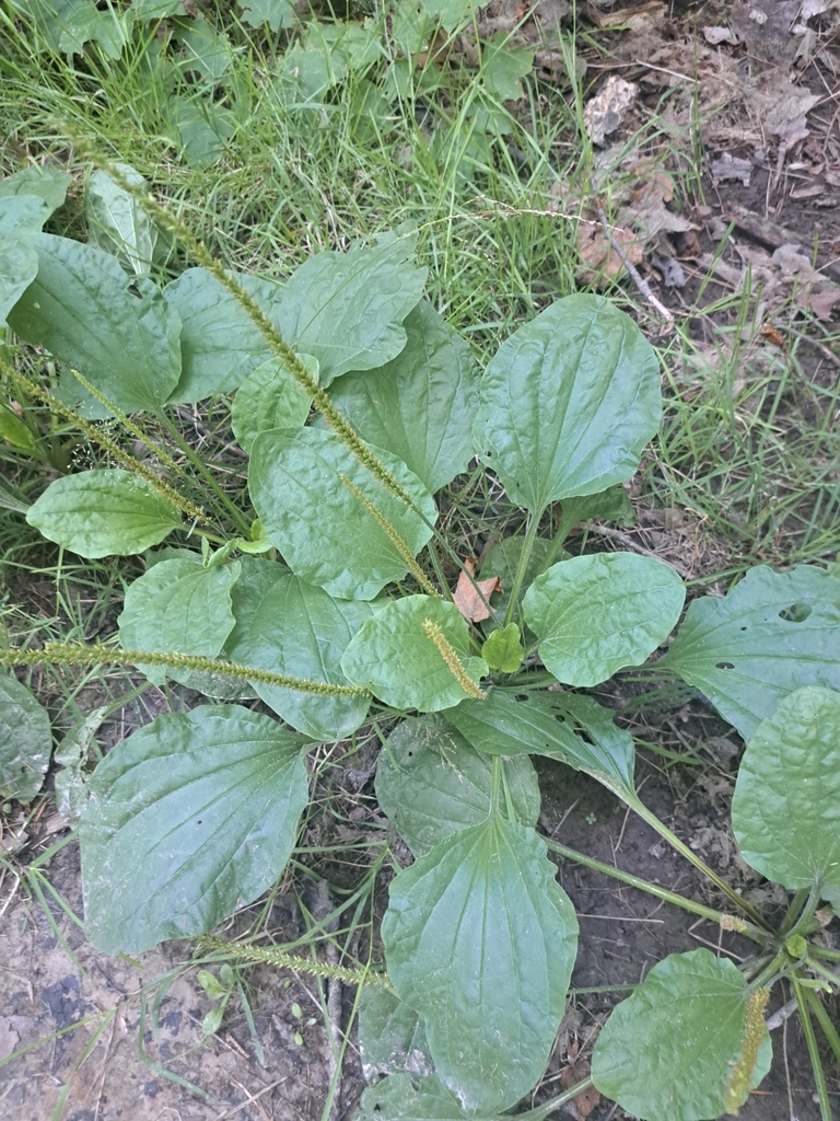 Broadleaf Plantain