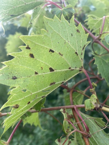 Grape Erineum Mite photo 5