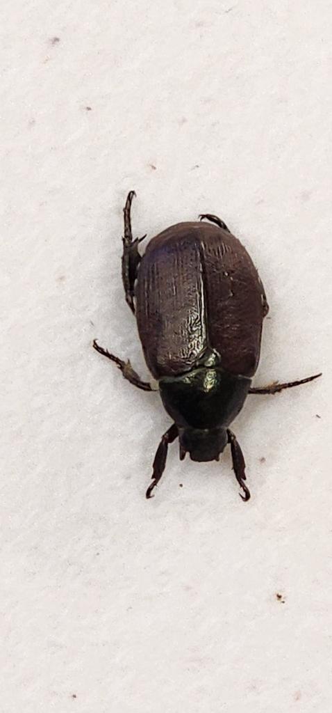 Philippine Chafer