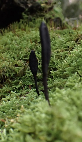Geoglossum