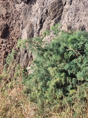 Asparagus umbellatus subsp. lowei image