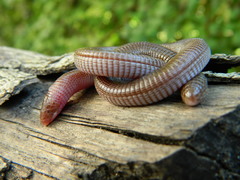 Amphisbaena darwinii