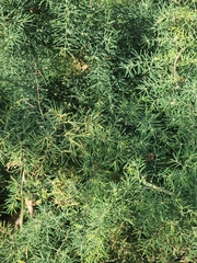 Asparagus umbellatus subsp. lowei image