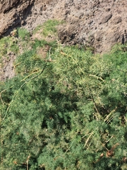 Asparagus umbellatus subsp. lowei image