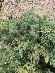 Asparagus umbellatus subsp. lowei image