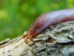 Amphisbaena darwinii