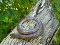 Amphisbaena darwinii