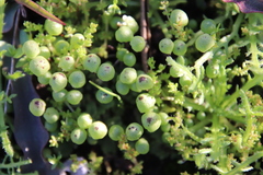 Asterella palmeri