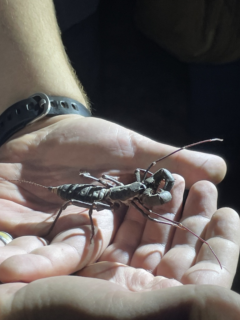 Giant Vinegaroon from El Paso County, USTX, US on August 19, 2023 at 0850 PM by Jairo Uribarri