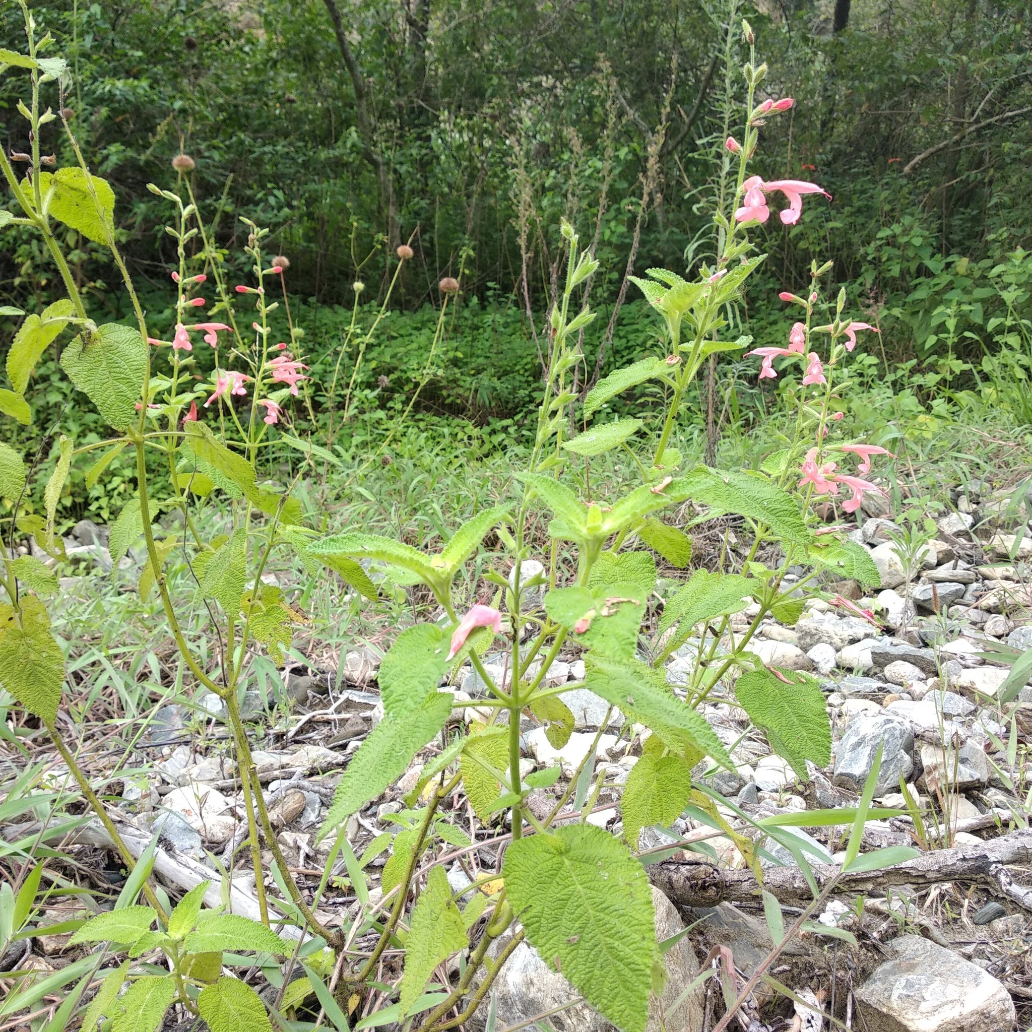 Salvia squalens image